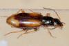 Bembidion femoratum